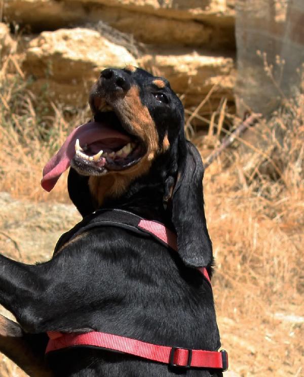 Beatrice, splendida segugio in adozione  Foto 5