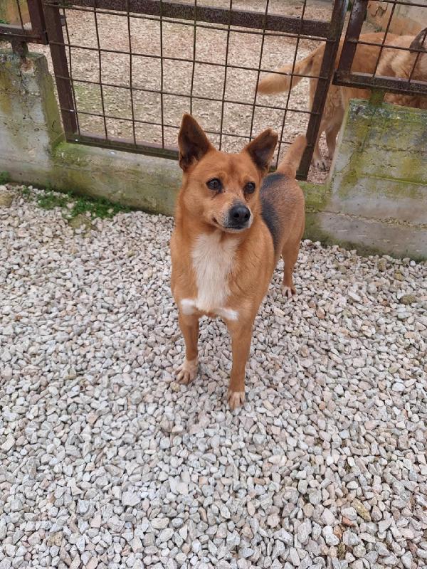 Pingu ,Dolcissimo Cagnolino In Adozione 