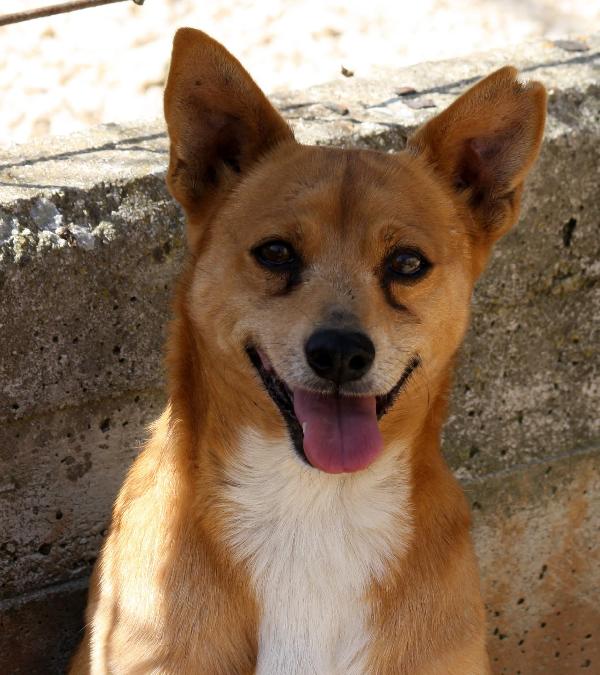 Pingu ,dolcissimo cagnolino in adozione  Foto 3