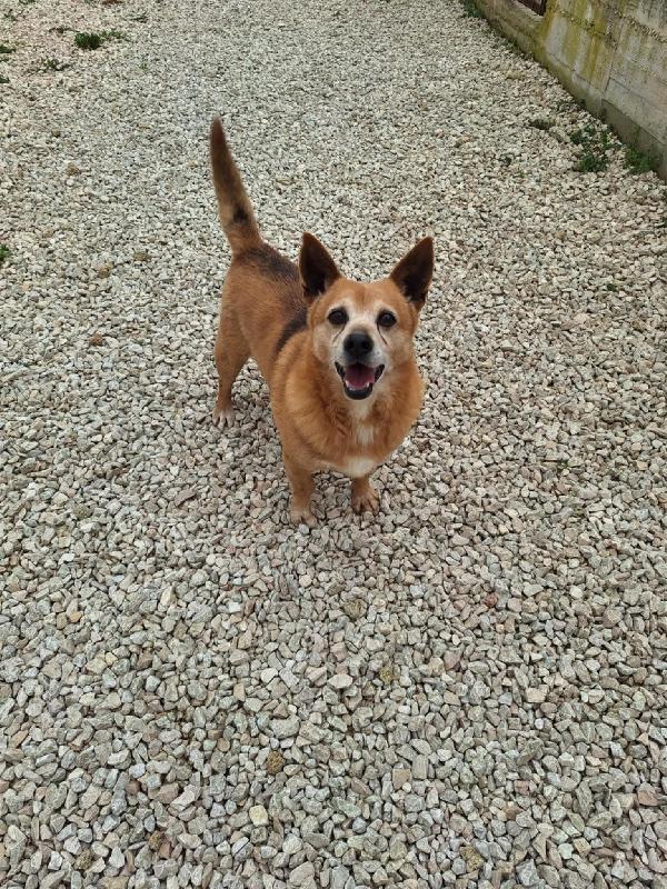 Pongo Piccolo Cagnolino In Cerca Di Famiglia 