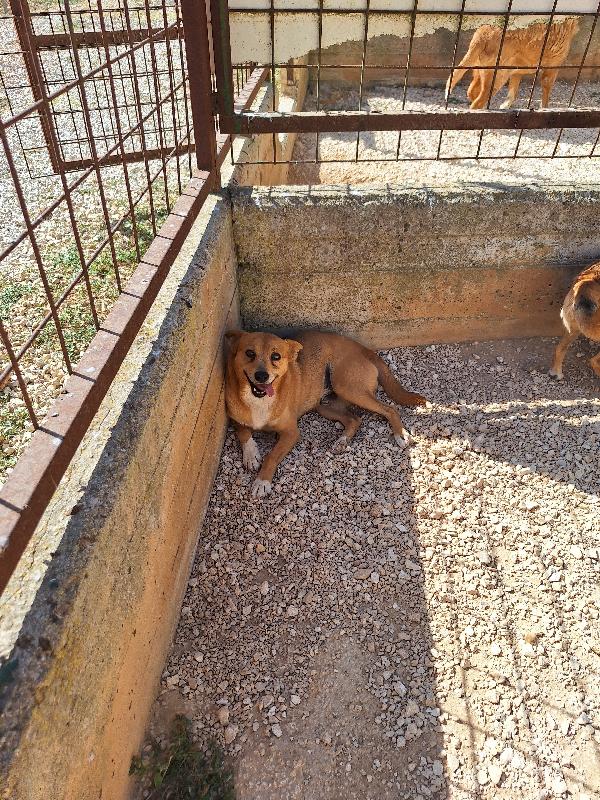Pongo piccolo cagnolino in cerca di famiglia  Foto 3