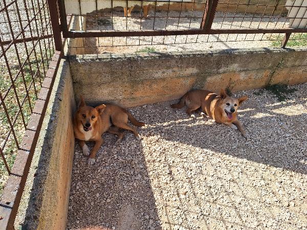 Pongo piccolo cagnolino in cerca di famiglia  Foto 4