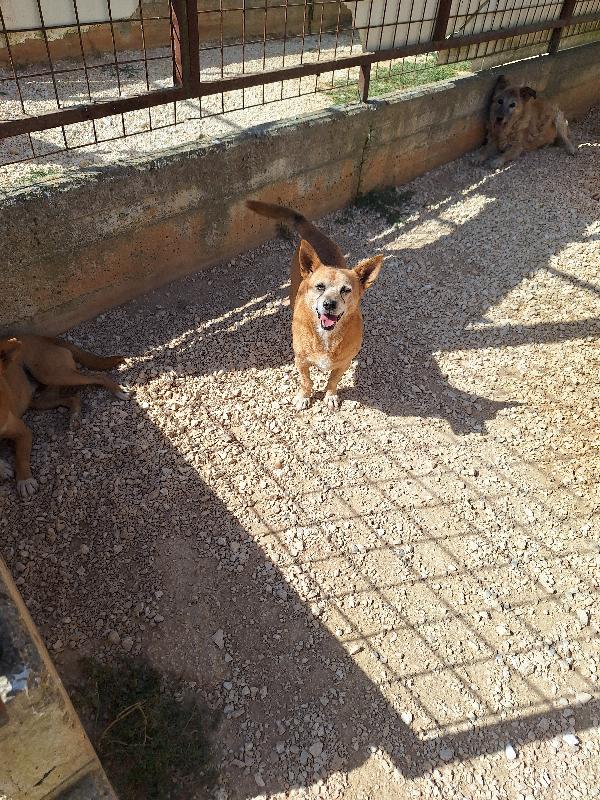 Pongo piccolo cagnolino in cerca di famiglia  Foto 5