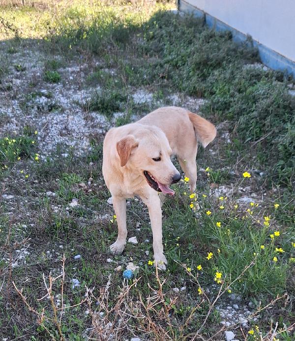 Goran carattere equilibrato, socievole e dolce in adozione  Foto 2