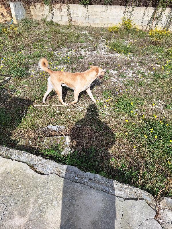 Goran carattere equilibrato, socievole e dolce in adozione  Foto 3