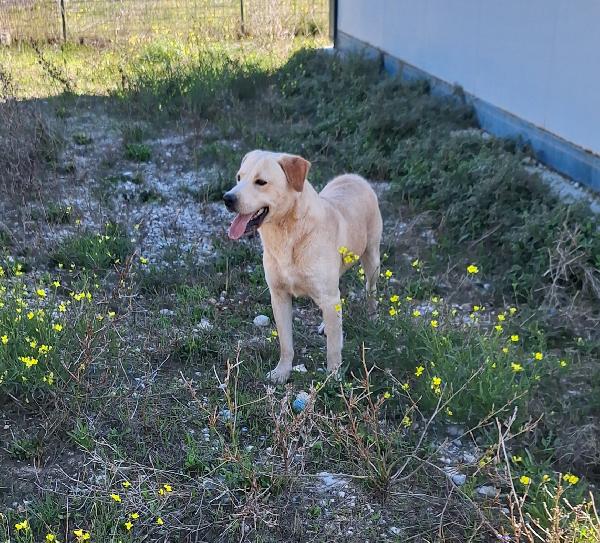 Goran carattere equilibrato, socievole e dolce in adozione  Foto 4