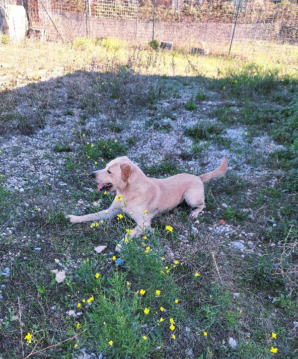 Goran carattere equilibrato, socievole e dolce in adozione  Foto 5