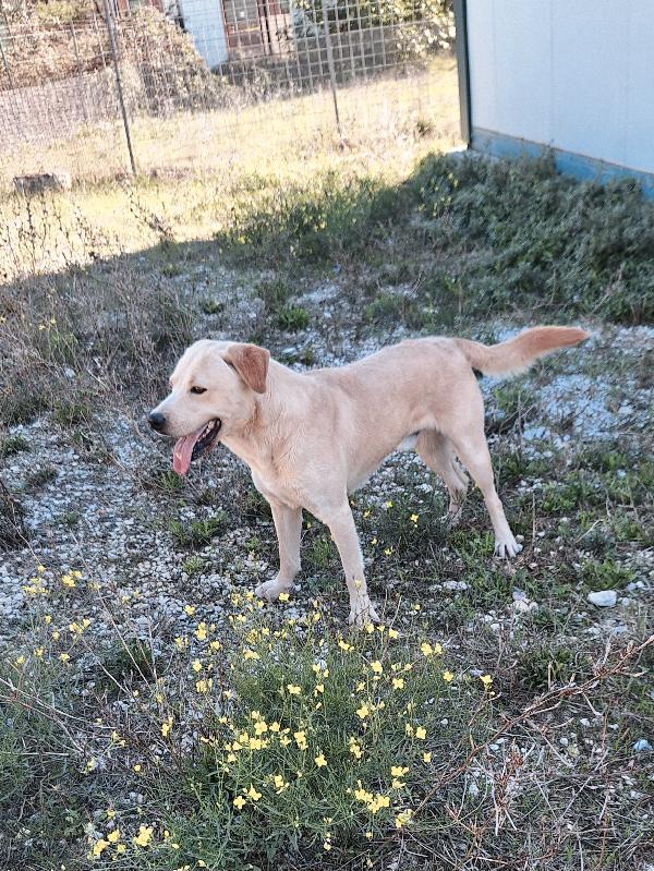 Goran carattere equilibrato, socievole e dolce in adozione  Foto 6