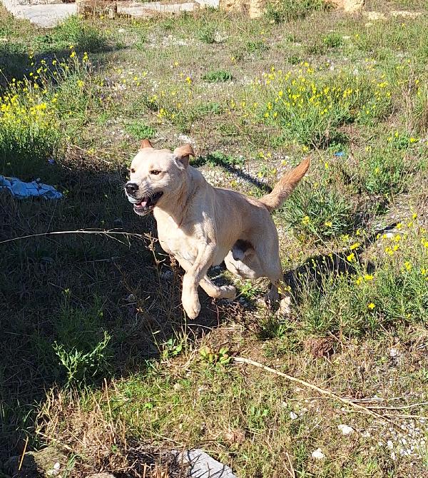 Goran carattere equilibrato, socievole e dolce in adozione  Foto 7