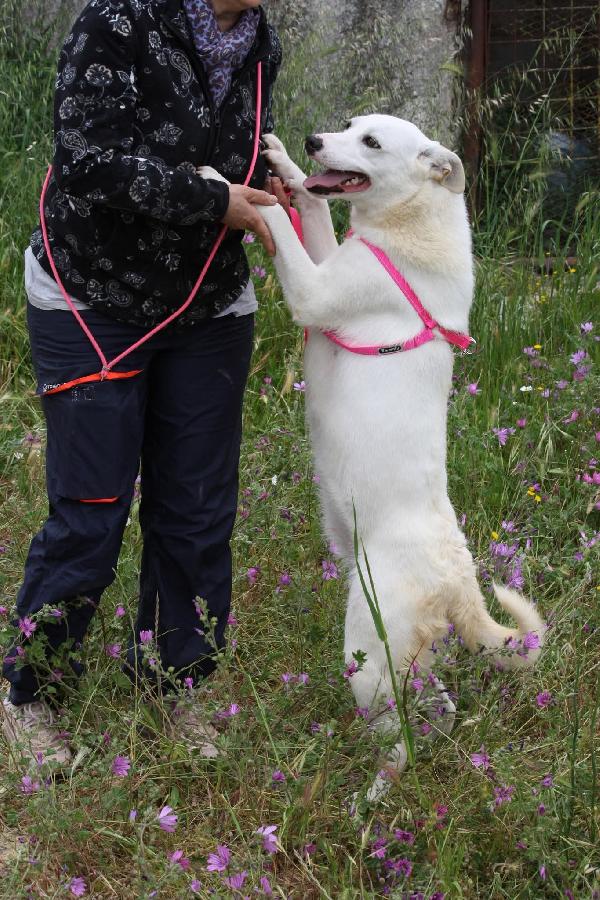 Tracy è rimasta sola,anche l'ultimo fratellino è stato adottato, ora è rimasta sola!! Foto 2