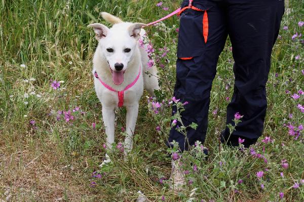 Tracy è rimasta sola,anche l'ultimo fratellino è stato adottato, ora è rimasta sola!! Foto 3