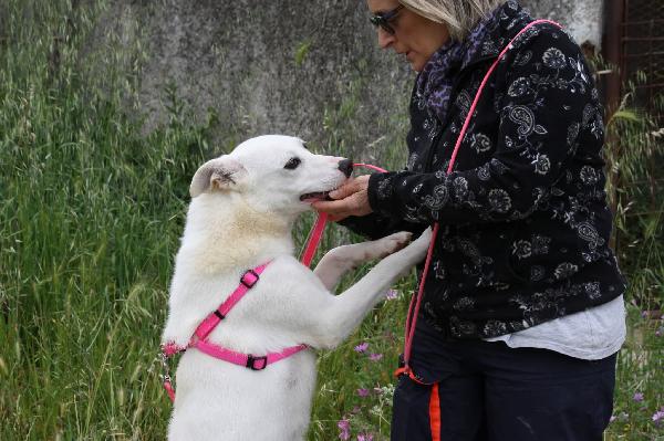 Tracy è rimasta sola,anche l'ultimo fratellino è stato adottato, ora è rimasta sola!! Foto 4