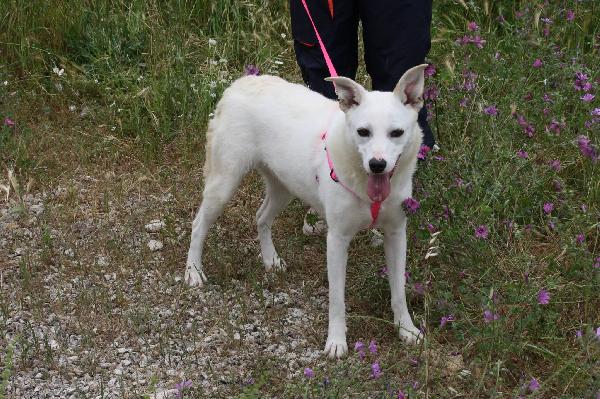 Tracy è rimasta sola,anche l'ultimo fratellino è stato adottato, ora è rimasta sola!! Foto 5