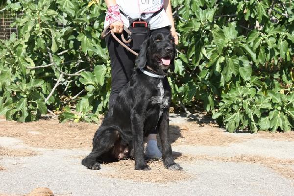 Astrid 4 Anni Drahthaar Stupenda In Adozione 