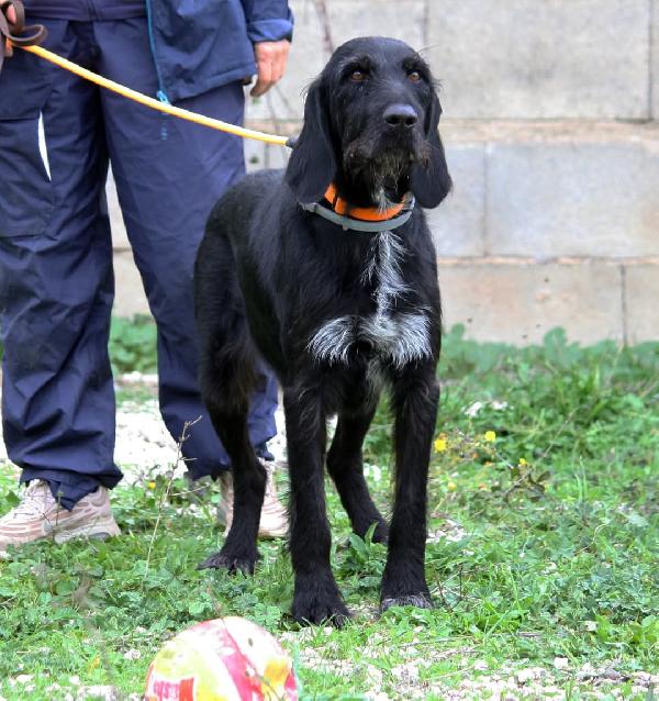 Astrid 4 anni drahthaar stupenda in adozione  Foto 2