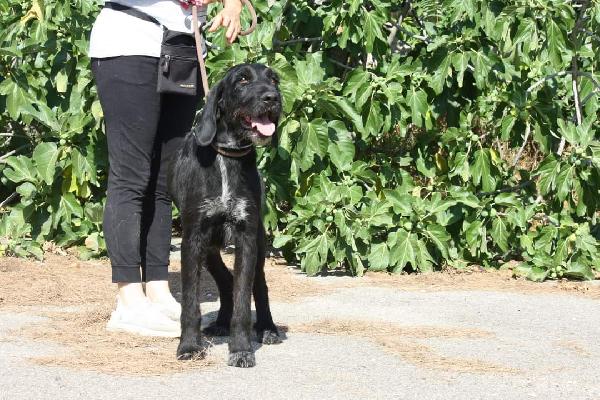 Astrid 4 anni drahthaar stupenda in adozione  Foto 3