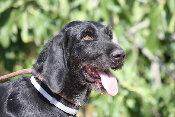 Astrid 4 anni drahthaar stupenda in adozione  Foto 4