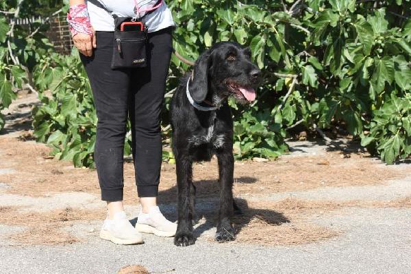 Astrid 4 anni drahthaar stupenda in adozione  Foto 5