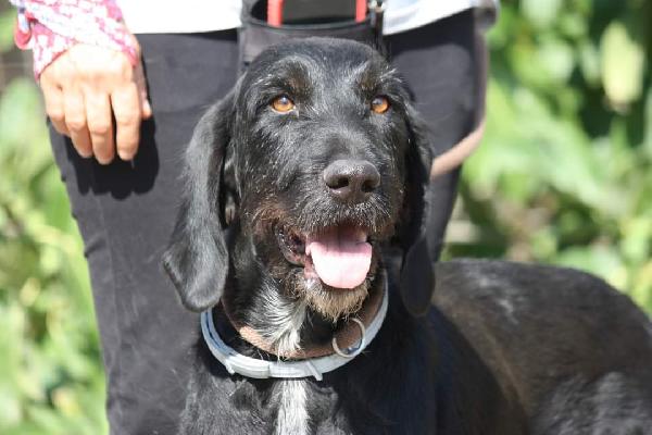 Astrid 4 anni drahthaar stupenda in adozione  Foto 6