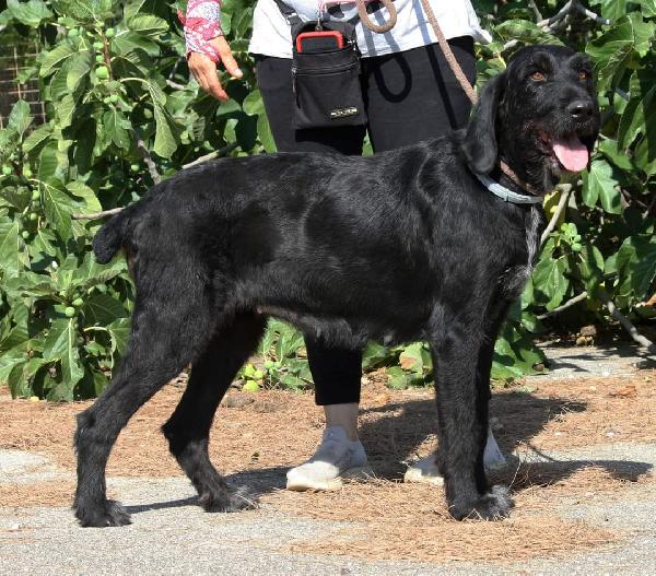 Astrid 4 anni drahthaar stupenda in adozione  Foto 7