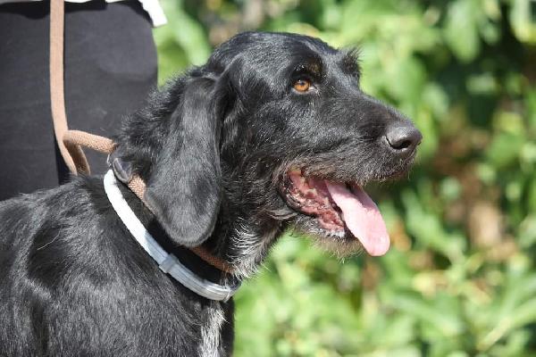 Astrid 4 anni drahthaar stupenda in adozione  Foto 8