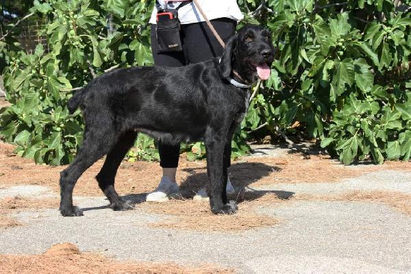 Astrid 4 anni drahthaar stupenda in adozione  Foto 9