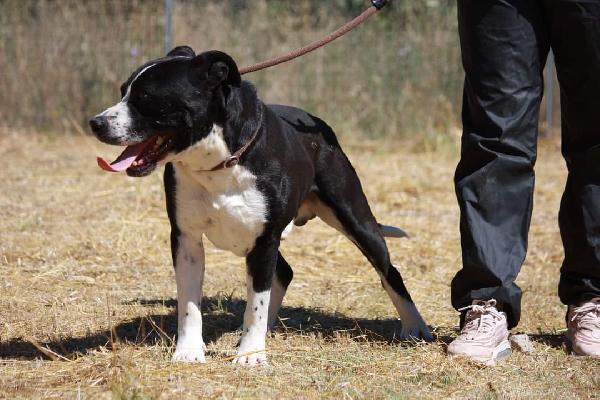 Thor american staffordshire terrier di 3 anni in adozione  Foto 2