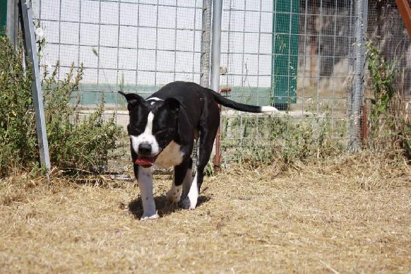 Thor american staffordshire terrier di 3 anni in adozione  Foto 4