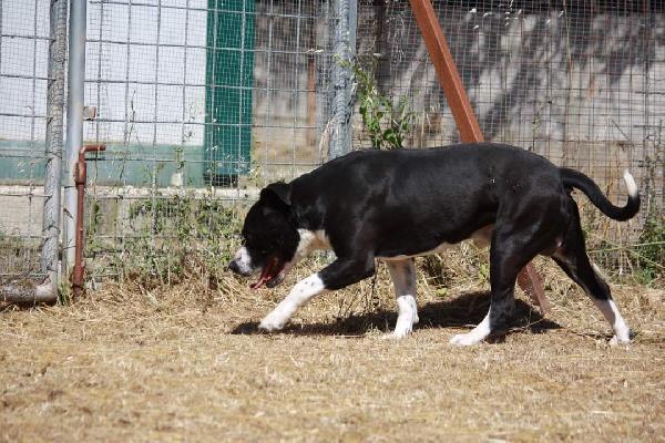 Thor american staffordshire terrier di 3 anni in adozione  Foto 6