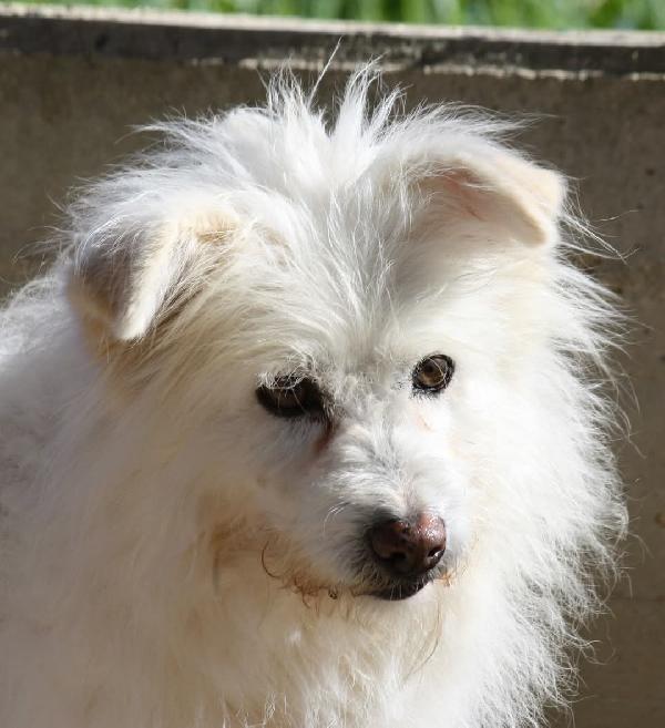 Dolce Neve, Spera Ancora Che Arrivi Una Famiglia A Portarla Via Dalla Sua Gabbia. 