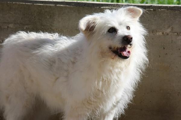 Dolce Neve, spera ancora che arrivi una famiglia a portarla via dalla sua gabbia.  Foto 2