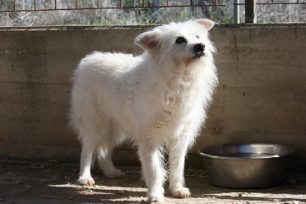 Dolce Neve, spera ancora che arrivi una famiglia a portarla via dalla sua gabbia.  Foto 3