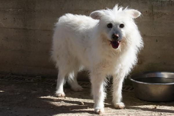 Dolce Neve, spera ancora che arrivi una famiglia a portarla via dalla sua gabbia.  Foto 4
