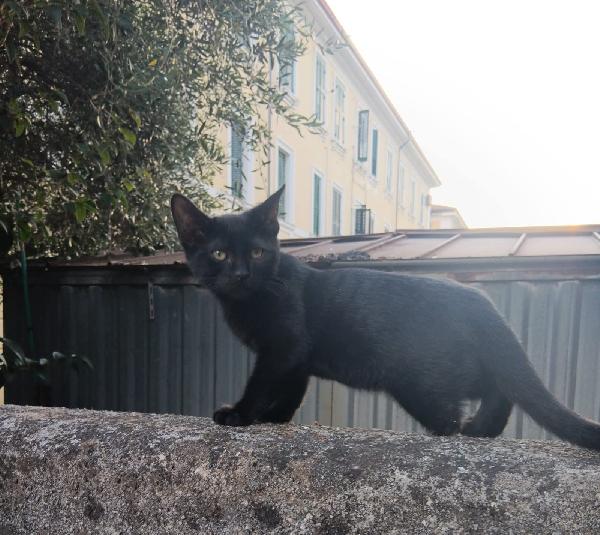 Nerina Una Micina Sfortunata 