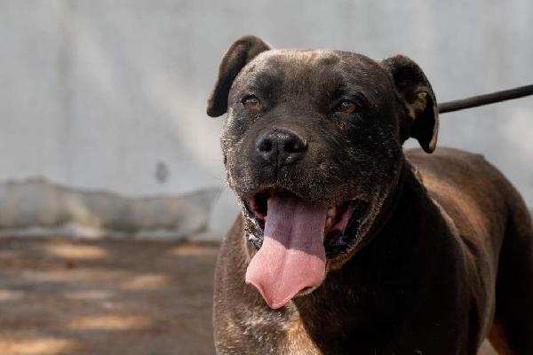 Freud un nonnino da coccolare  Foto 3