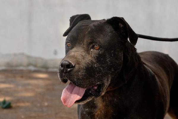 Freud un nonnino da coccolare  Foto 4