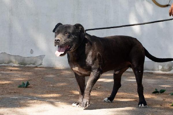 Freud un nonnino da coccolare  Foto 5