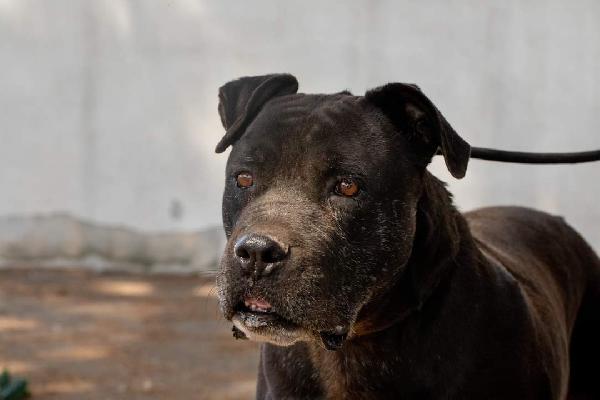 Freud un nonnino da coccolare  Foto 6