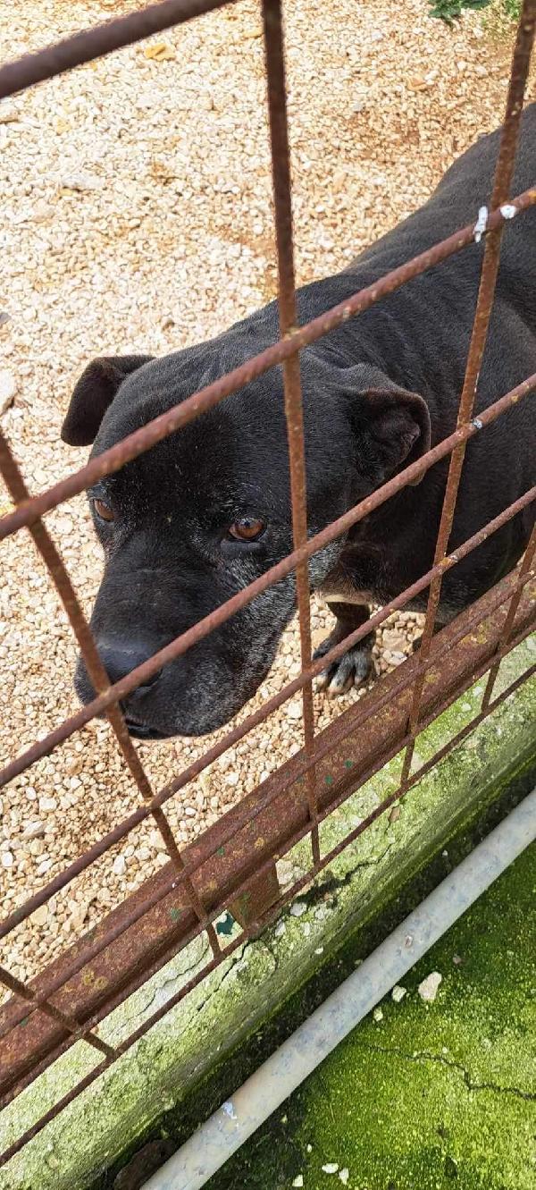 Freud un nonnino da coccolare  Foto 7