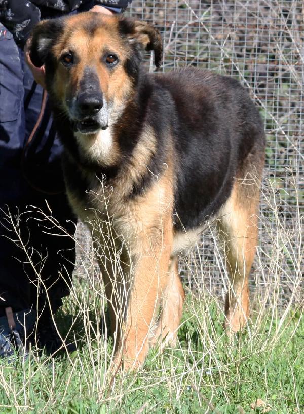 Perseo Abbandonato È Finito In Canile, Non Lasciamolo Al Suo Destino, Merita Una Famiglia. 