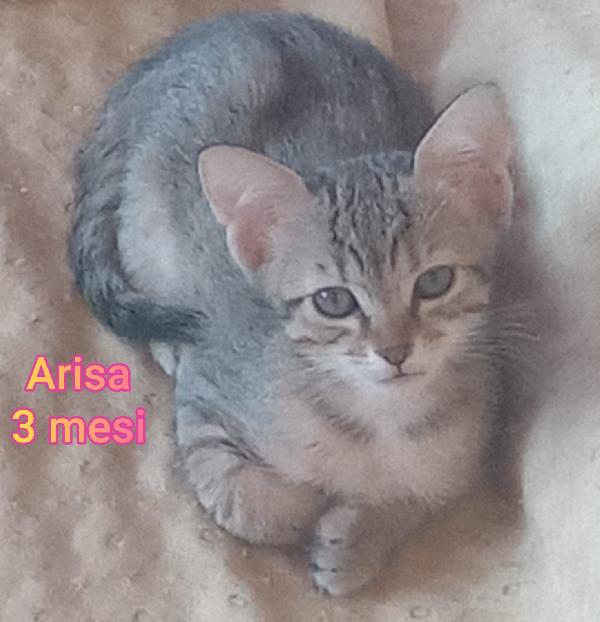 Tenerissimi Gattini Da Adottare 