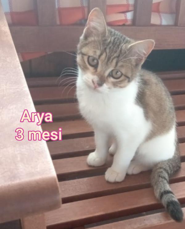 Tenerissimi gattini da adottare  Foto 5