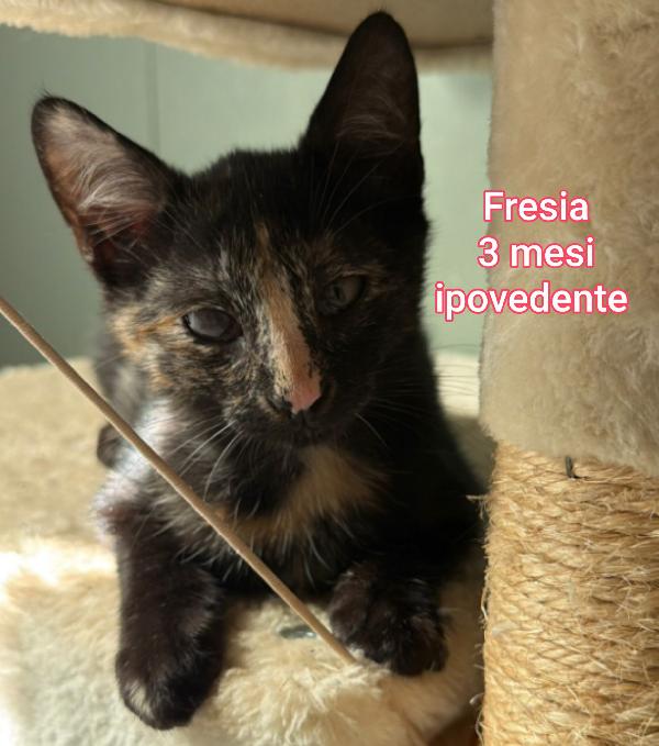 Tenerissimi gattini da adottare  Foto 6