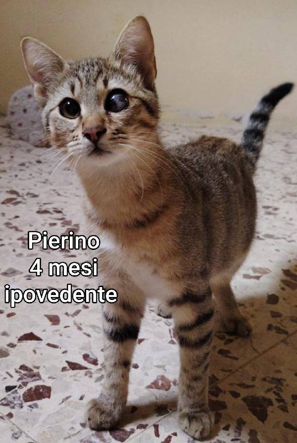 Tenerissimi gattini da adottare  Foto 8