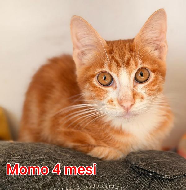 Tenerissimi gattini da adottare  Foto 9