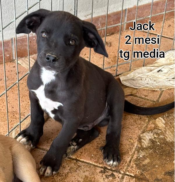 Questi cuccioli cercano casa Foto 3