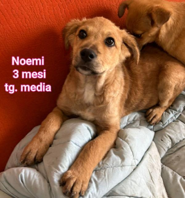 Questi cuccioli cercano casa Foto 5