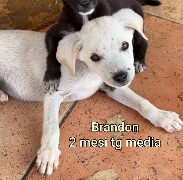 Questi cuccioli cercano casa Foto 7