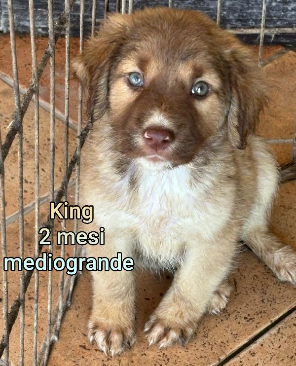 2 Mesi: Adozioni Cuccioli 