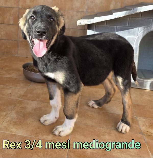 2 mesi: adozioni cuccioli  Foto 3